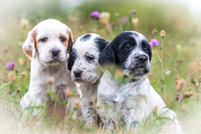 welpen modul startseite